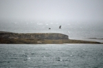 White-tailed Eagles