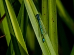Azure Damselfly