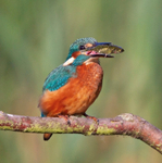 Kingfisher - Alcedo atthis