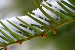 Snow - 28