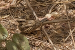 Long Tailed Nightjar.