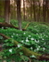 Forest Floor