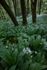 Wild Garlic Wood
