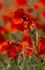 No.0005. Stapleford Poppies