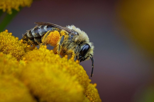 I make an attempt to photograph, identify and record all the different bee species that visit our Staffordshire garde…
