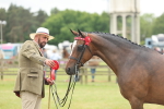 Class 68-73 - Riding Pony Breeding portfolio
