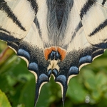 Scarce Swallowtail (Iphiclides podalirius)