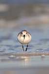 Sanderling front view in sea, Fort De Soto, Florida