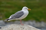 Herring Gull