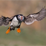 05_CE275_Puffin Score 231