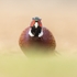 Approaching Pheasant 202612