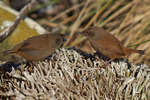 Cobb's Wren