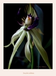 Encyclia cochleata