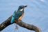 Kingfisher Alcedo Atthis079