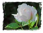 White Rose in July