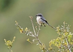 Iberian Grey Shrike