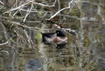 Tufted Duck
