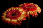 Gerbera