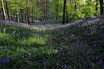 Nibthwaite Bluebells - May-time near Greenodd