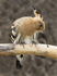 Hoopoe