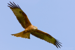 Red Kite