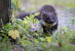 Pine Martin, Ardnamurchan, Scotland