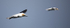 Brothers In Flight