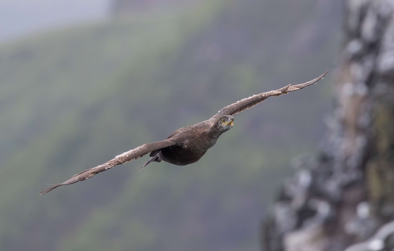 European Shag - Isle of Skye - Scotland