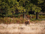 Red Deer