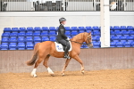 Class 19,20 - Ridden Native, Foreign Breeds & Warmbloods portfolio