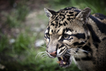 Clouded Leopard