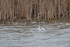 Smew