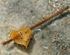 "Heart on a Stick"