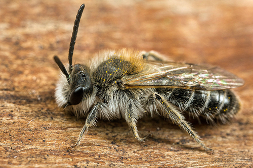 [i]Andrena barbilabris[/i] male. Staffordshire garden. April 2015.