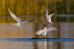 Common Tern (Sterna hirundo) Rivalry