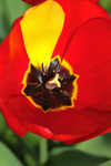 Tulip