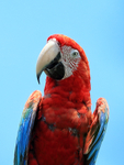 Red-and-green Macaw close-up, Isla Bastimentos, Panama