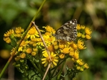 Marbled White
