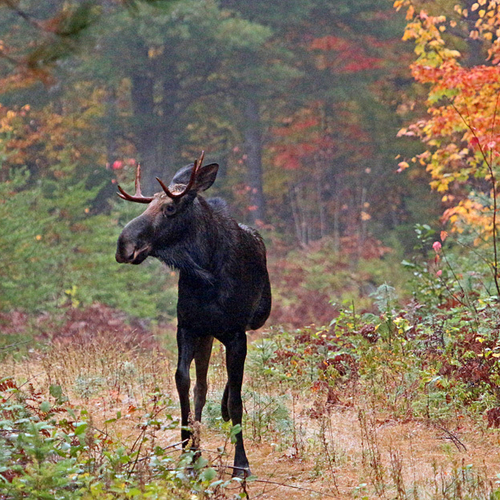 A young bull moose in autumn - New Brunswick Canada