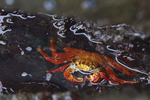 Sally Lightfoot Crab