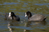 Coot