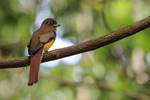 Northern Black-throated Trogon (female), El Remanso Lodge, Costa Rica