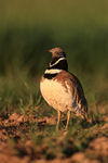 Little Bustard standing upright, Montgai, Spain