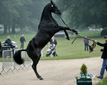 Trot Up 290516 21a