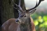 Red Deer
