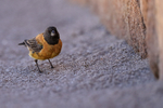 Black-hooded Sierra-Finch (male), El Tatio, Chile