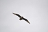 Great Skua