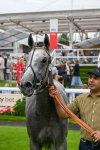 270724-Race 4-Greydreambeliever-7336