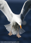 SBG013: Herring Gull