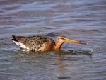 Black-tailed Godwit